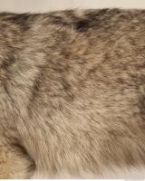 photo texture of fur 0013